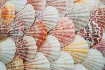 Background of sea shells