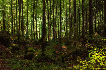 forêt