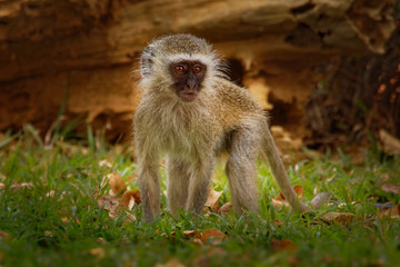 Vervet Monkey - Chlorocebus pygerythrus Old World monkey of the family Cercopithecidae native to Africa, very similar to malbrouck (Chlorocebus cynosuros)
