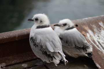Babymöwen in Norwegen Nusfjord
