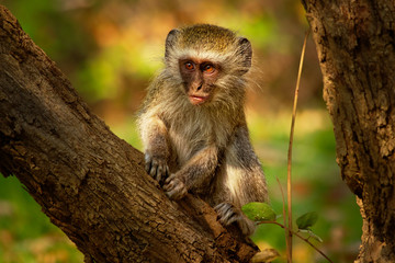 Vervet Monkey - Chlorocebus pygerythrus Old World monkey of the family Cercopithecidae native to...