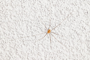 Spider on a white wall in detail.