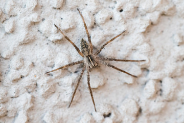 Spider on a white wall in detail.