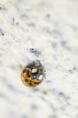 Harmonia - ladybug on white wall.
