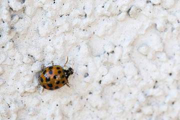 Harmonia - ladybug on white wall.