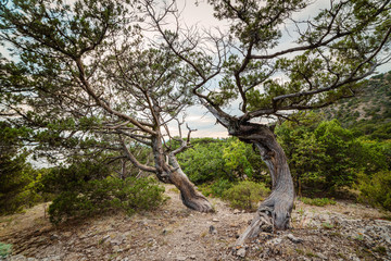 Rocky juniper tree in forest