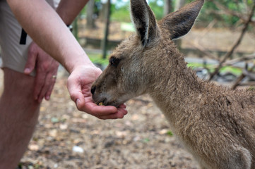 Feeding a kangaroo