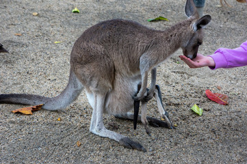 Feeding a kangaroo