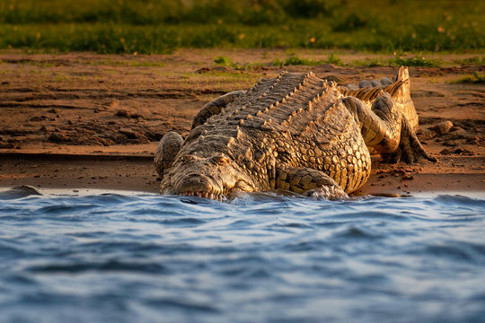 Nile Crocodile - Crocodylus niloticus large crocodilian native to freshwater habitats in Africa, laying on the riverside and opening mouth with big teeth