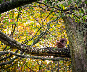 Brown squirrel taking a break on a branch by yellow colored leaves