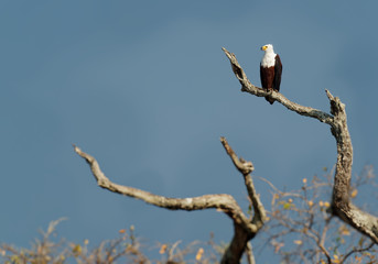 African Fish-eagle - Haliaeetus vocifer  large species of white and brown eagle found throughout...