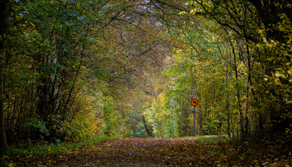 Autumn colors on forest path in the forest of Torup in southern Sweden