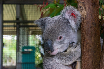koala © Connor