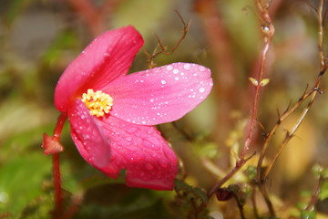 Pétales roses et gouttes d'eau