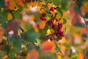 Red fruits of ornamental shrub with colorful leaves in autumn.