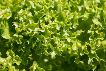 Green curly salad in detail.