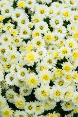 Bouquet of colorful small chrysanthemums