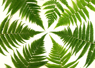Green fern branches pattern isolated on white background.