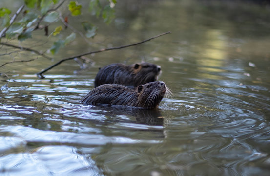 Nutria