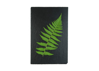 Green fern branch on black surface on white background.