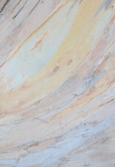 背景・素材用ピンク・黄色の樹皮