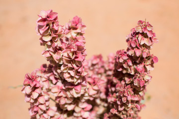 Pink desert flower, national park.