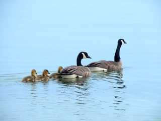 canadian geese with their babies