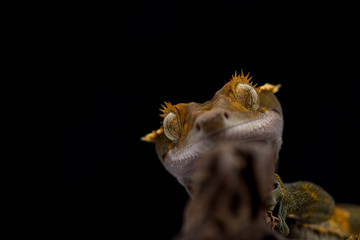 the Crested gecko isolated on black background