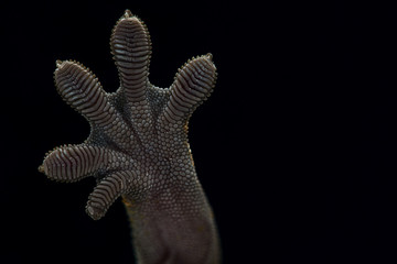 the Crested gecko isolated on black background