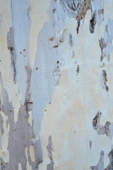 まだら模様の樹皮