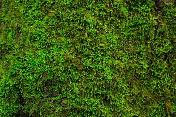Green mossy texture, background. Ecology concept, forest plant, place for text.