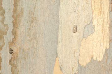 樹皮と木目模様