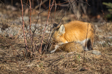 red fox resting in field 