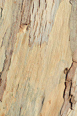 背景用木目模様と樹皮