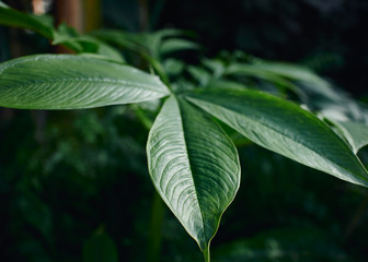 Beautiful green, shiny Araceae leaves.