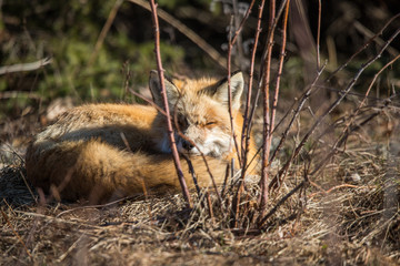 red fox resting in field 