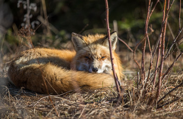 red fox resting in field 