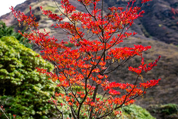 ドウダンツツジ