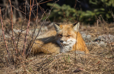red fox resting in field 