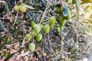 Branches of an olive tree loaded with green olives.