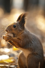 Obraz premium squirrel and nuts, diet for protein, breakfast in the open air, A squirrel takes a walnut from his hand in the forest. Season, squirrel, nut, funny, sweet