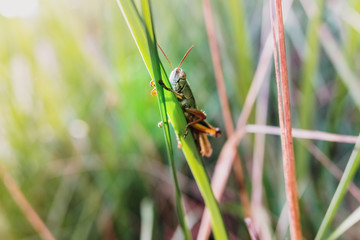 A grasshopper, Caelifera, perched on a plant against a background of backlit green leaves.