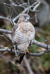 hawk hunting from tree