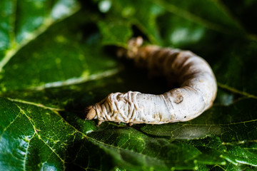 A Bombyx mori alone, silkworm, on green mulberry leaves, the only tree from which it can feed.