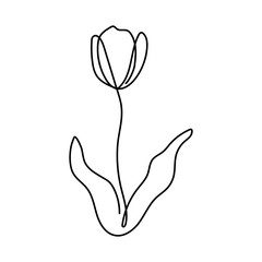 Vector tulip line art drawing. Modern minimalist illustration