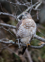 hawk hunting from tree