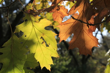 maple leaves in autumn with a colorful background.