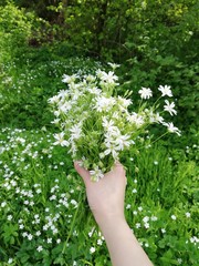 Fototapeta na wymiar flowers in hands