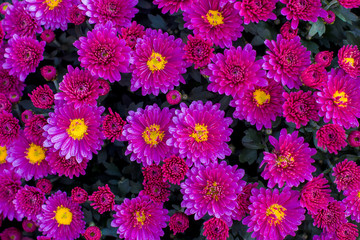 Beautiful flowers of chrysanthemums, background of bright flowers. holiday card. Copy Space