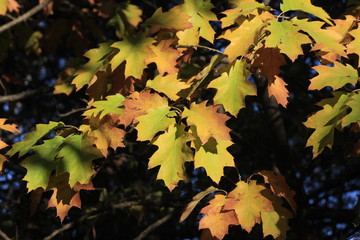 Colorful closeup of leaves in the fall in Kansas.